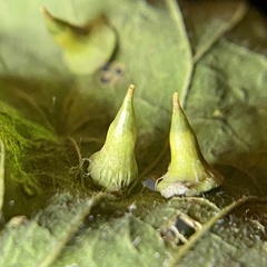 Celticecis spiniformis