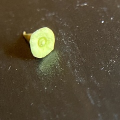 Celticecis spiniformis