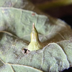 Celticecis spiniformis