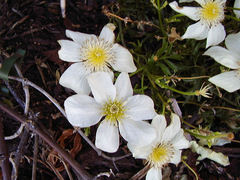 Clematis marmoraria