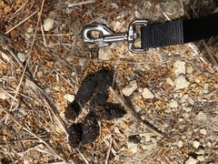 Vulpes vulpes crucigera