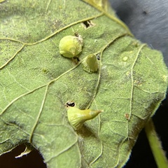 Celticecis spiniformis