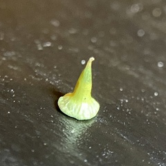 Celticecis spiniformis