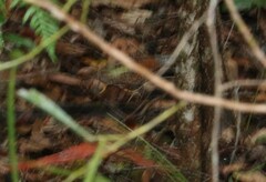 Turnix varius