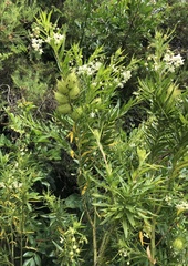Gomphocarpus fruticosus