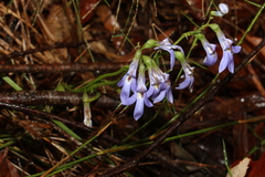 Lobelia gibbosa