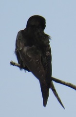 Psalidoprocne pristoptera