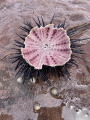 Centrostephanus rodgersii