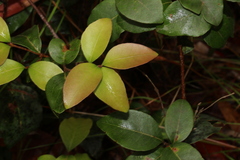 Notelaea ovata