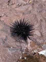 Centrostephanus rodgersii