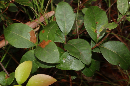 Image of Notelaea ovata by (c) Greg Tasney, some rights reserved (CC BY-SA)