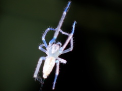 Cheiracanthium gracile