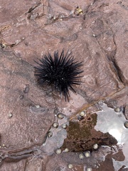 Centrostephanus rodgersii