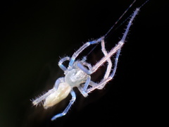 Cheiracanthium gracile