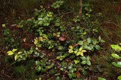 Notelaea ovata