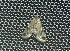 Strepsinoma foveata