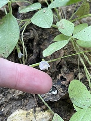 Strophostyles leiosperma