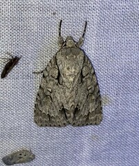 Acronicta laetifica