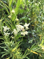 Gomphocarpus fruticosus