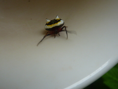 Poecilopachys australasia