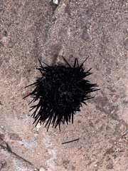 Centrostephanus rodgersii