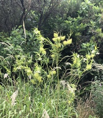 Gomphocarpus fruticosus