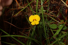 Gompholobium pinnatum