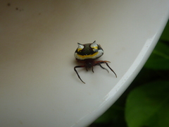 Poecilopachys australasia