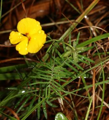 Gompholobium pinnatum