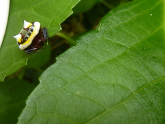 Poecilopachys australasia