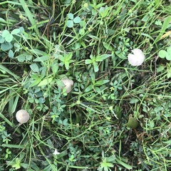 Conocybe apala albipes