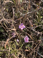 Rhododendron farrerae