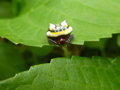 Poecilopachys australasia