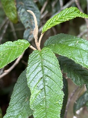 Pomaderris aspera