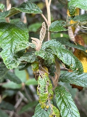 Pomaderris aspera