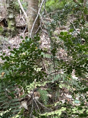 Nothofagus cunninghamii