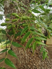 Kirkia acuminata