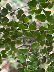Nothofagus cunninghamii