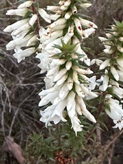 Epacris impressa