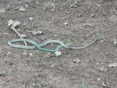 Philothamnus semivariegatus