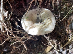 Russula pectinatoides