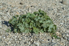 Phacelia pedicellata