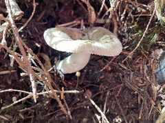 Russula pectinatoides