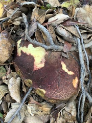 Xerocomellus dryophilus