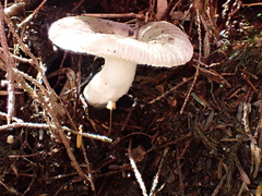 Russula pectinatoides
