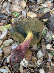 Xerocomellus dryophilus