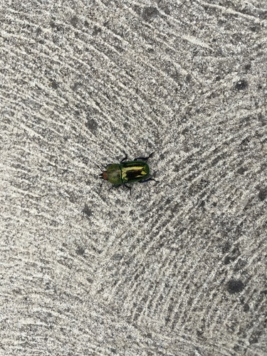 Photo of Golden Stag Beetle (Lamprima aurata)