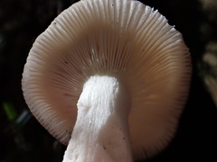 Russula pectinatoides