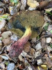 Xerocomellus dryophilus