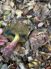 Xerocomellus dryophilus